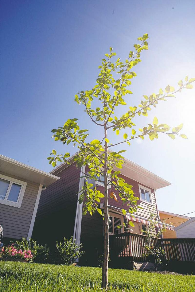 Passive methods that will help cool your home include planting trees that offer shade from the summer heat.