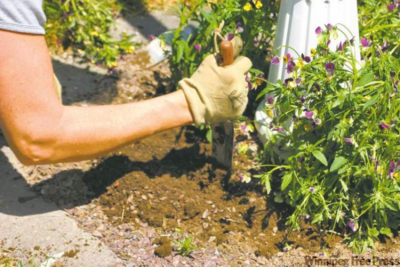 GARDENING Feeding your soil Winnipeg Free Press Homes