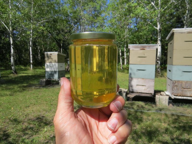 <p>Prairie Gem Hops</p><p>Ripening hops at Prairie Gem Hops add bitterness and aroma to craft beer.</p>