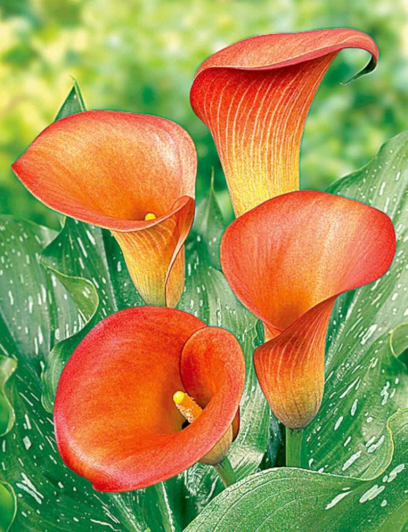 Calla 'Captain Murano' produces white-specked green leaves and 18-inch flower spikes in late spring. Psychedelic colour for the garden.