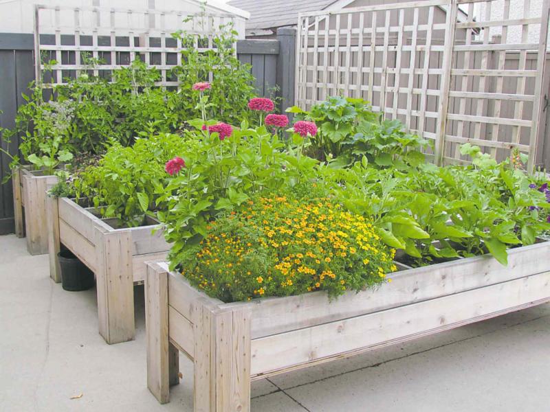 A square foot garden on the driveway? It works for the Macyk�s! Designed by Urban Eatin� and constructed from cedar, each 30 cm square holds one delicious fresh grown variety of vegetable including tantalizing salad greens.