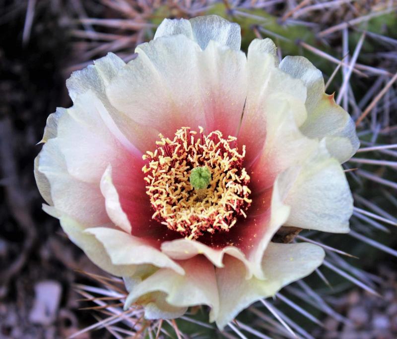 <p>Ernie Brown</p><p>An entirely new hybrid developed by Ernie Brown, this Opuntia polyacantha prickly-pear has unusual whitish-cream flowers with reddish-pink centres.</p>