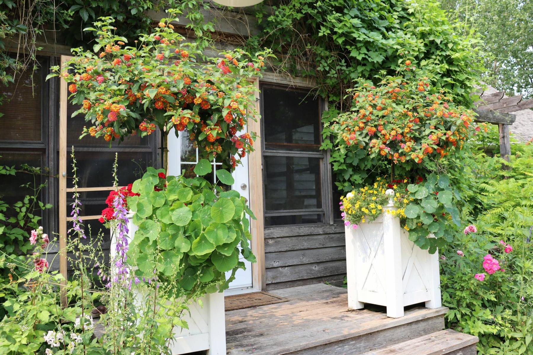 <p>Photos by Colleen Zacharias / Free Press</p>
                                <p>These Lantana topiary trees in classic Versailles planters complement a cottage garden theme.</p> 