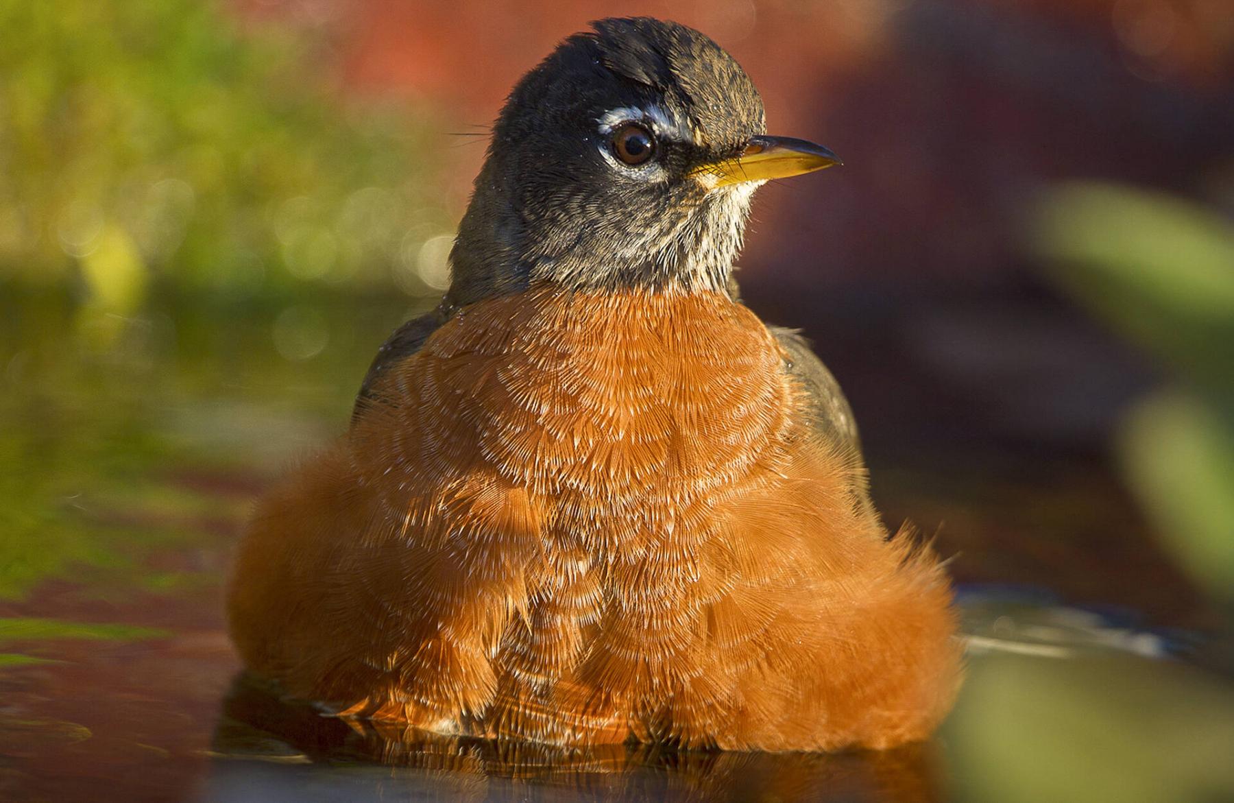  <p>Photos by Dennis Fast</p>
                                <p>Splish, splash, this American robin is enjoying his bath in a backyard stream.</p> 