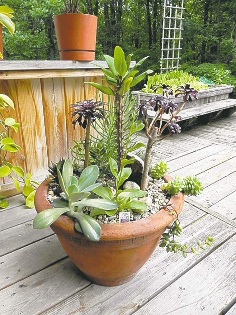 Sensational succulents - Winnipeg Free Press Homes