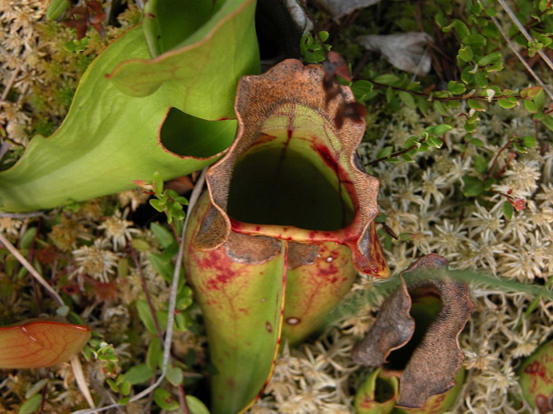 Carnivorous plants eating their way into our hearts