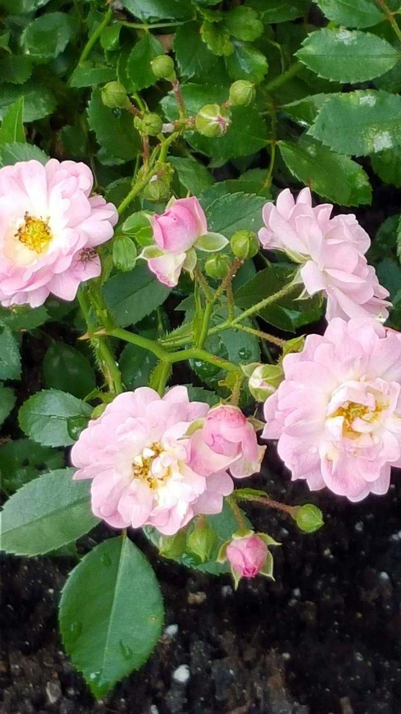 <p>Colleen Zacharias</p><p>The Fairy rose, introduced in 1932, above, conceals its thorns with masses of pink blooms.</p></p>
