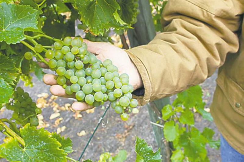 Grapes are typically harvested in early to mid-September. Some grapes require a different cultivar for pollination ï¿½ check with your local garden center and purchase disease-resistant varieties.