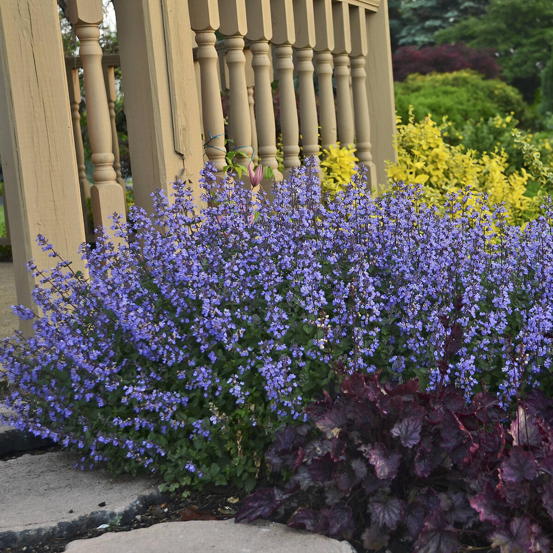  <p>Walters Gardens Inc.</p>
                                <p>Low-maintenance Purrsian Blue catmint has been planted en masse in the ACCESS Fort Garry therapeutic garden.</p> 