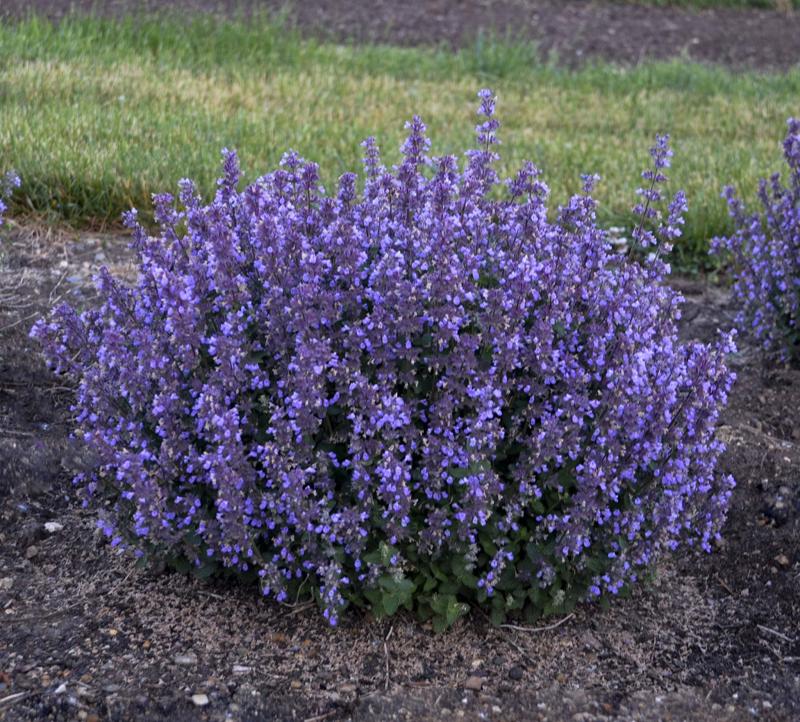 blue cat mint