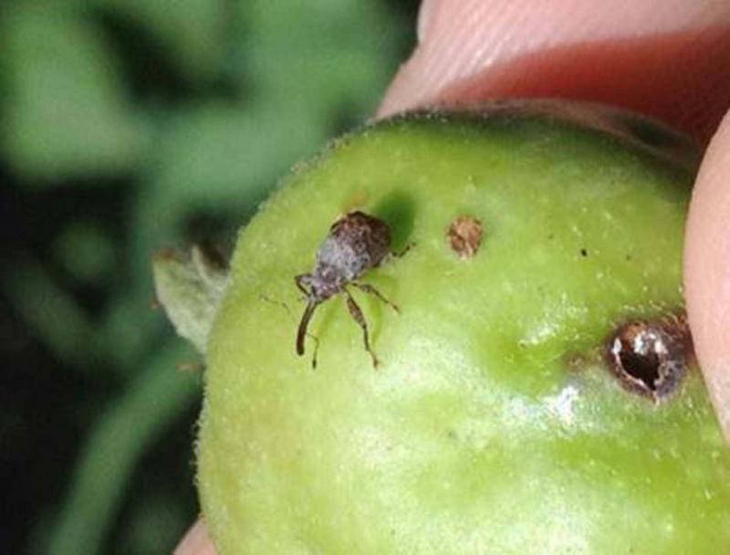 Keep Insects At Bay To Protect Trees And Fruit Winnipeg Free Press Homes