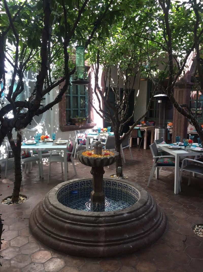 <p>Photos by Kim Curtis</p><p>The climate allows just about anything to flourish in the courtyard gardens of San Miguel de Allende, Mexico.</p></p>
