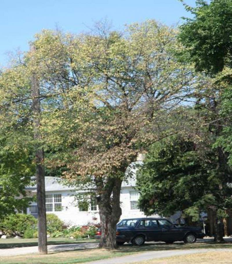 <p>Michael Allen / Winnipeg Free Press</p><p>An American elm tree infected with Dutch elm disease.</p>