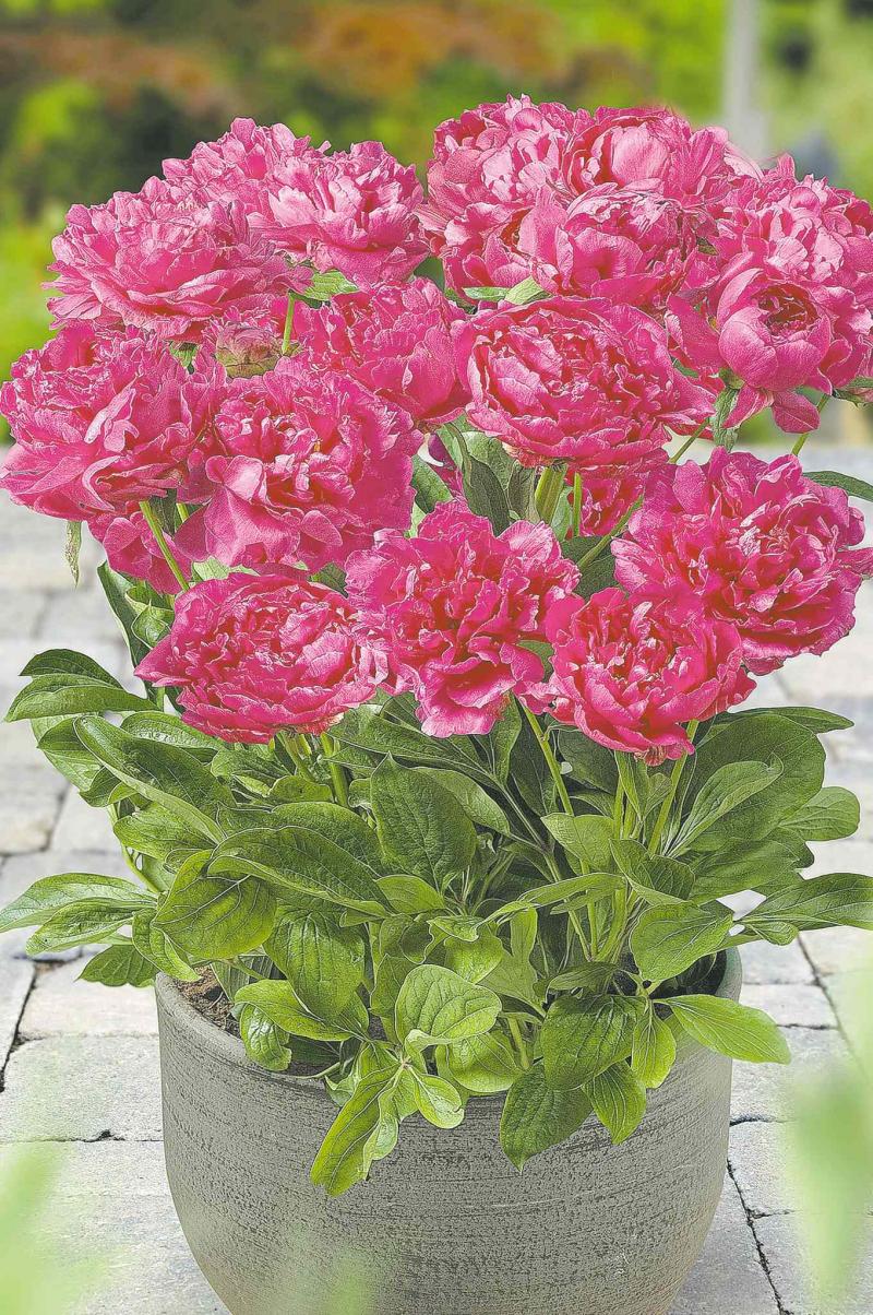January 5, 2016 - Peonies. New, compact, city-series are ideal for growing in containers on balconies and decks and other small spaces. Producers also claim these ones are deer resistant. With Steve Whysall story on peonies for In the Garden.