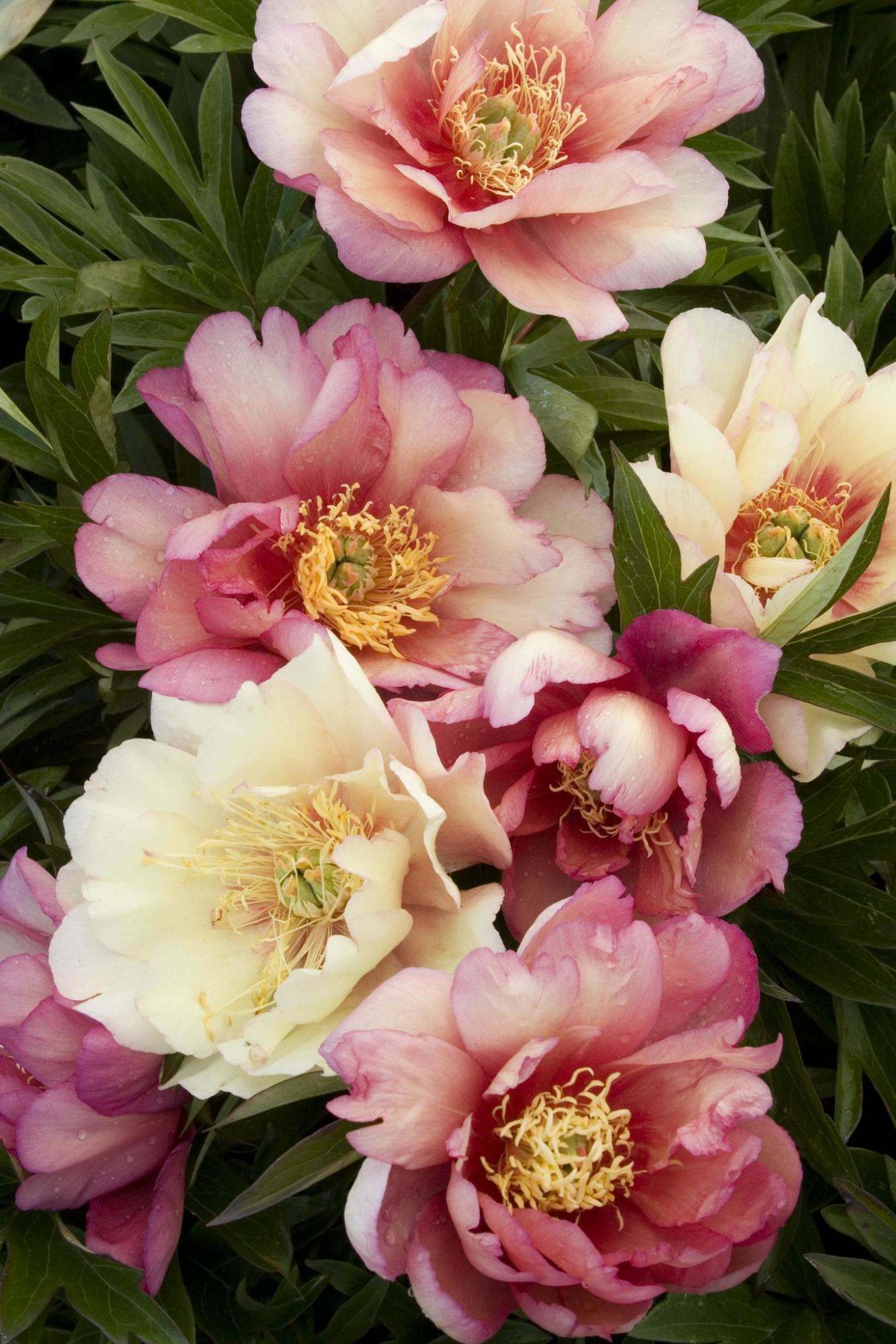 <p>Monrovia</p><p>The silky flowers of Julia Rose Itoh peony have a slightly spicy fragrance.</p>