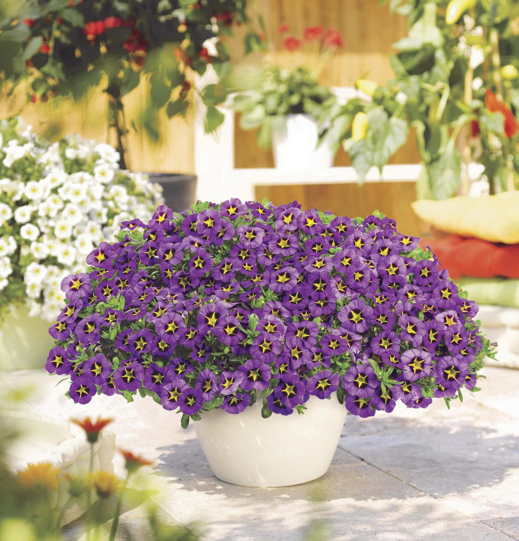 <p>The Home Depot Canada</p><p>Introducing Sunny Daze Calibrachoa, The Home Depot Canada&rsquo;s Plant of the Year for 2021.</p>