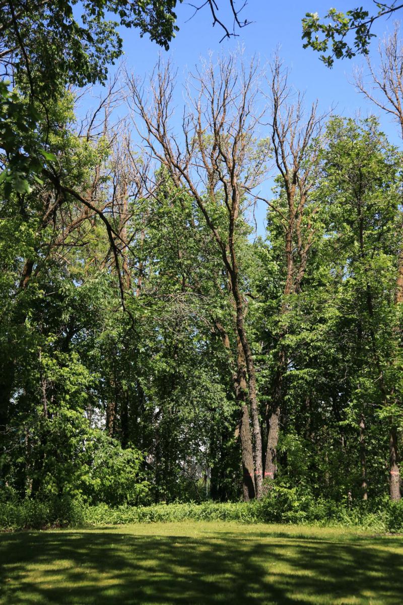 <p>Michael Allen / Winnipeg Free Press</p></p><p>Advanced damage done by two lined chestnut-borer is evident in this oak tree.</p>