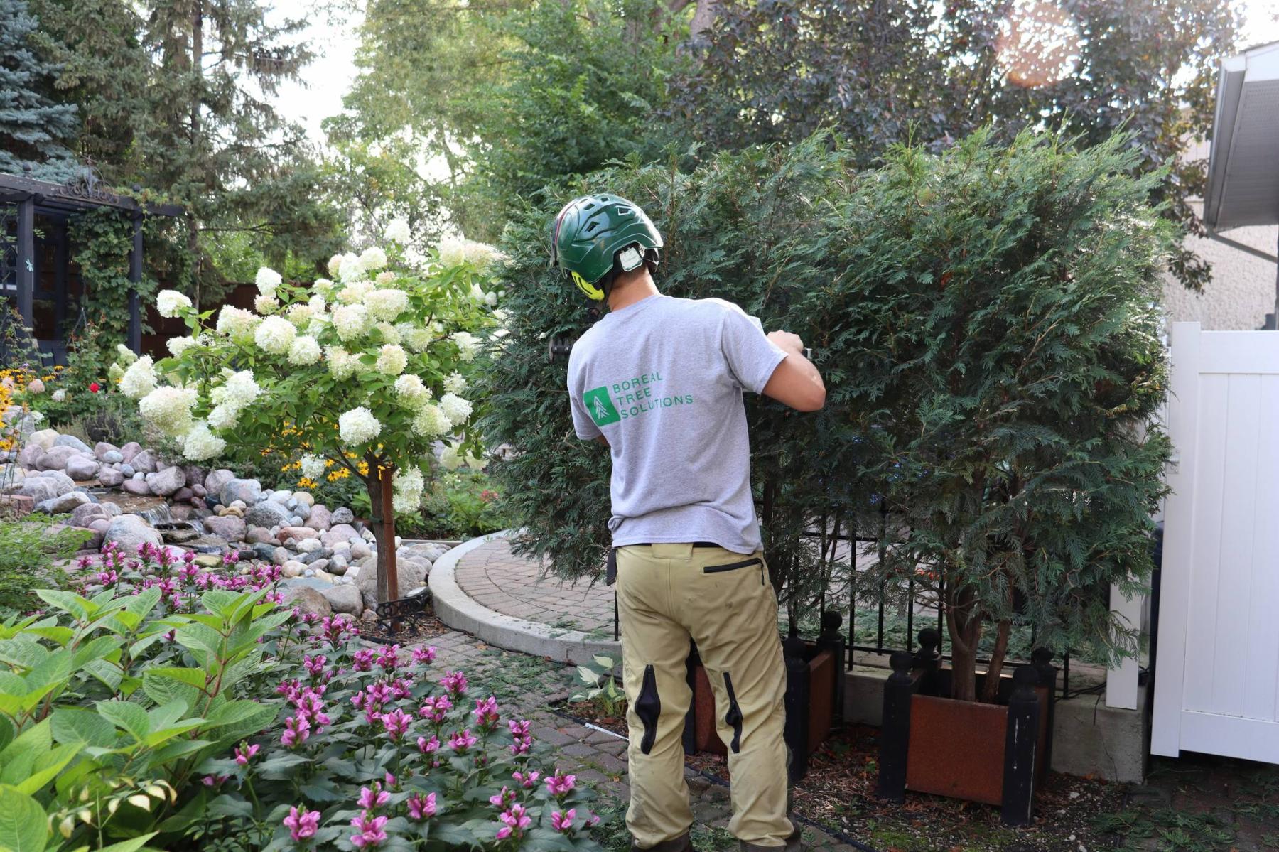  <p>COLLEEN ZACHARIAS / FREE PRESS</p>
                                <p>Autumn is a good time for homeowners to hire arborists to prune and trim trees and shrubs.</p> 
