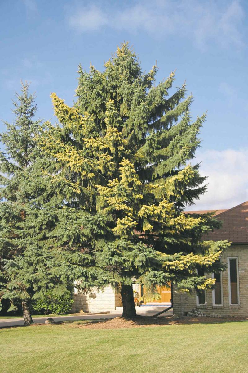 Colorado spruce with massive tip blight.