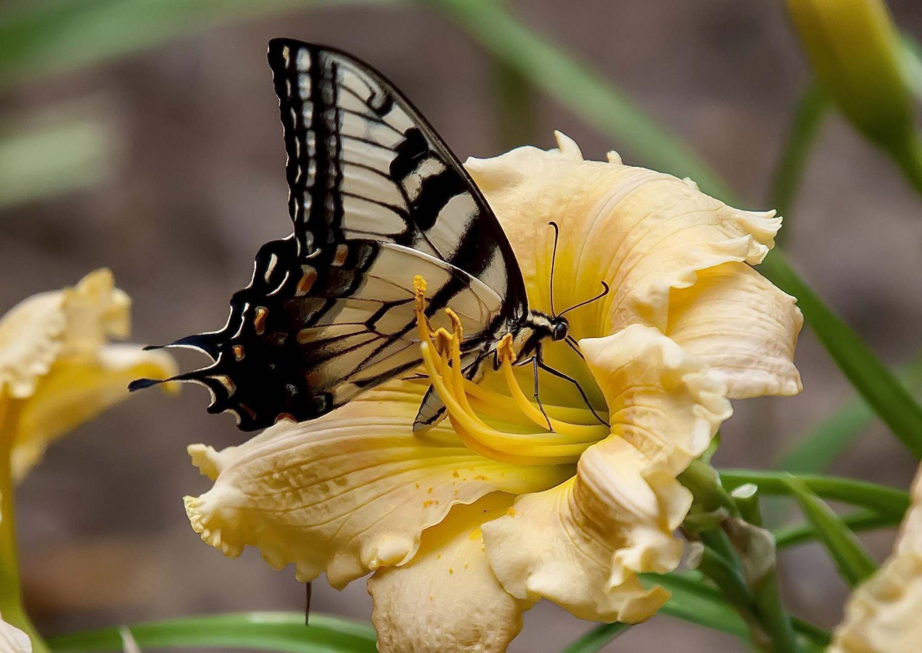 On Gardening: Put your garden in blooming rhythm with stunning daylilies