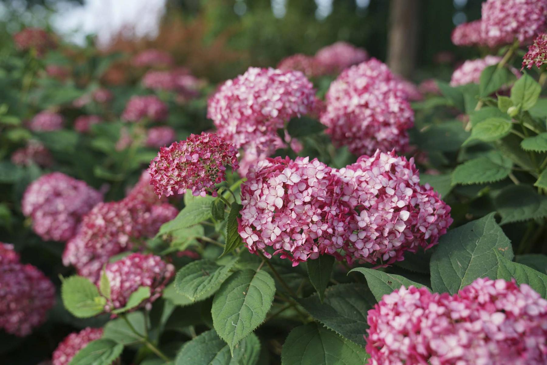 Time to prune (most of) your hydrangeas - Winnipeg Free ...