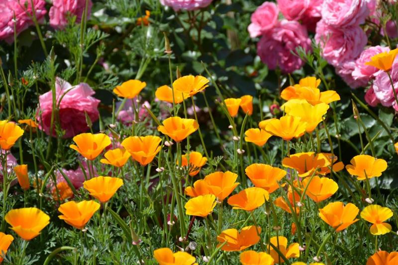<p>Sandra McCurry</p><p>California Orange California poppy may self-seed for an abundance of new (free) plants.</p>