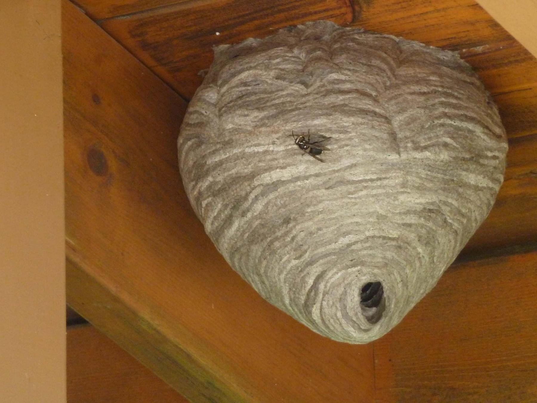 Moving day coming for angry wasp nest - Winnipeg Free Press Homes