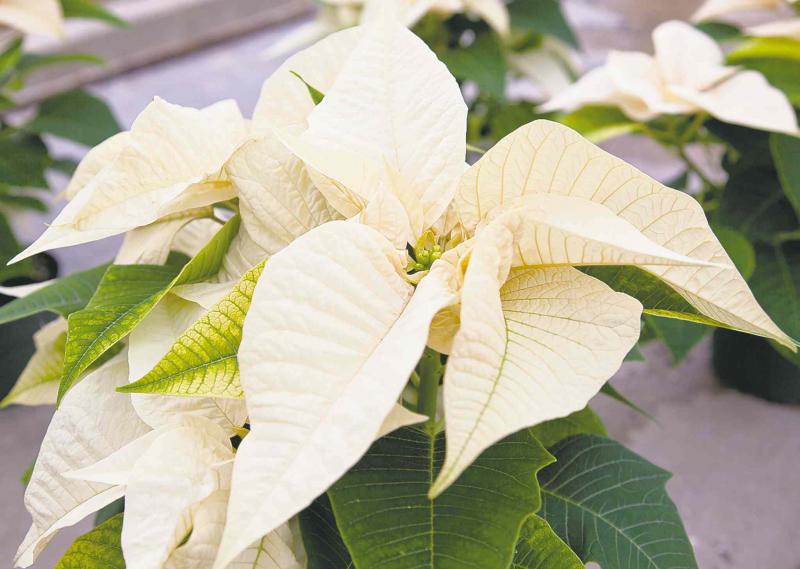 Although red is the dominant and favourite colour during the holidays, white poinsettias can provide an interesting contrast.