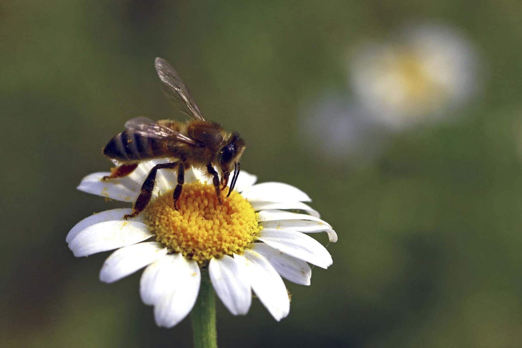 <p>Tribue News Service</p><p>While working in your garden, try to keep the friendly local bees in mind. </p>