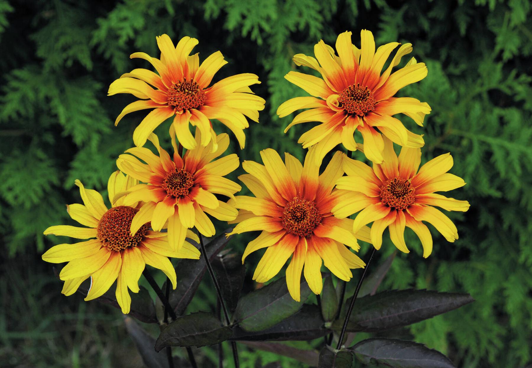 <p>JELITTO</p>
Want neverending blooms and low maintenance? Heliopsis Burning Hearts false sunflower delivers on both counts.</p>