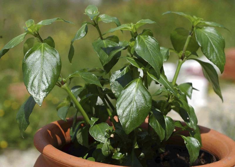 <p>T&amp;T Seeds</p><p>It&rsquo;s funky, for sure, but the rare mushroom plant will add real mushroom flavour to your salads and stir-fries.</p>