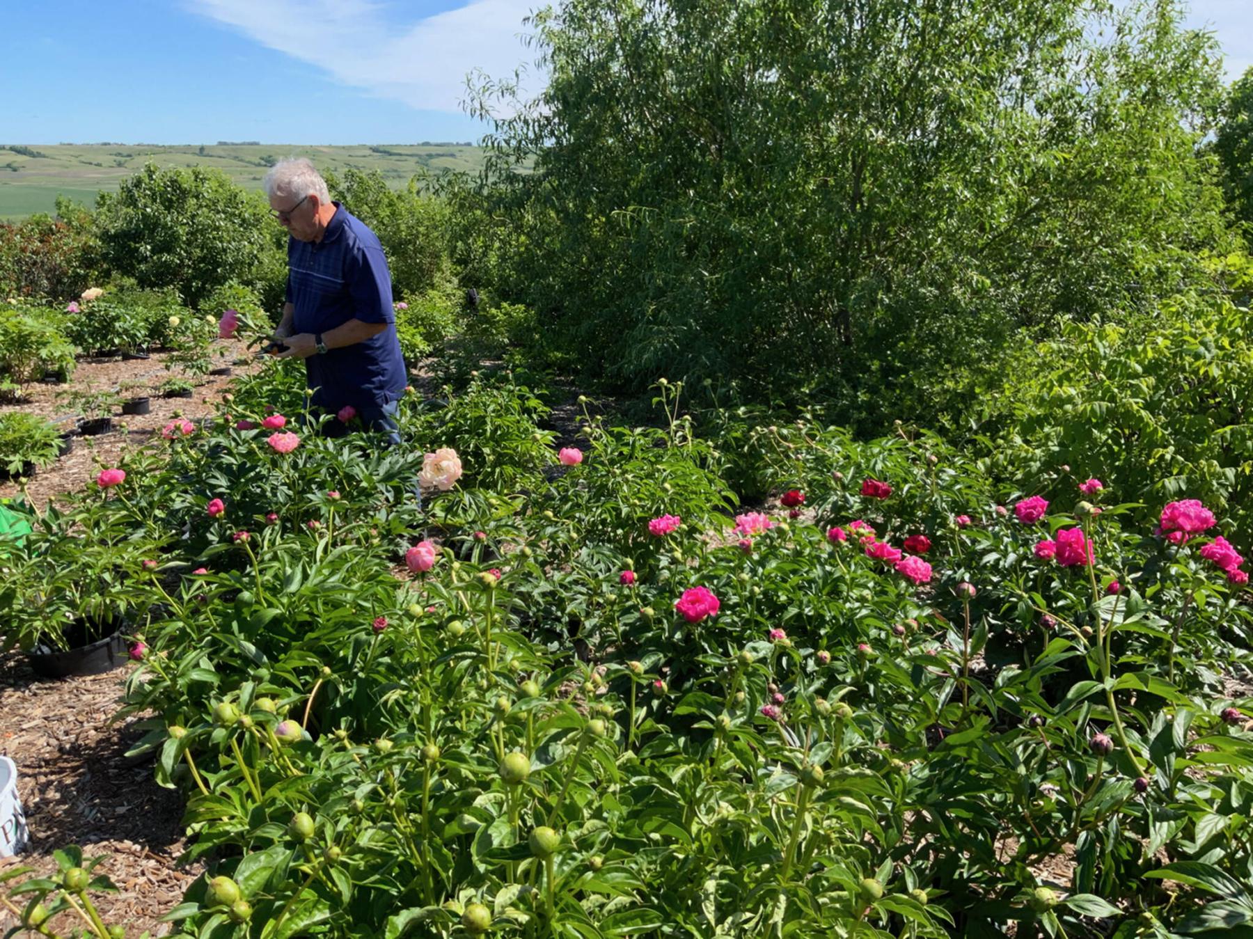  <p>Photos by Myra Froc</p>
                                <p>Myra and Gene Froc grow more than 700 peonies in their garden located in the Qu&rsquo;Appelle Valley north of Regina.</p> 