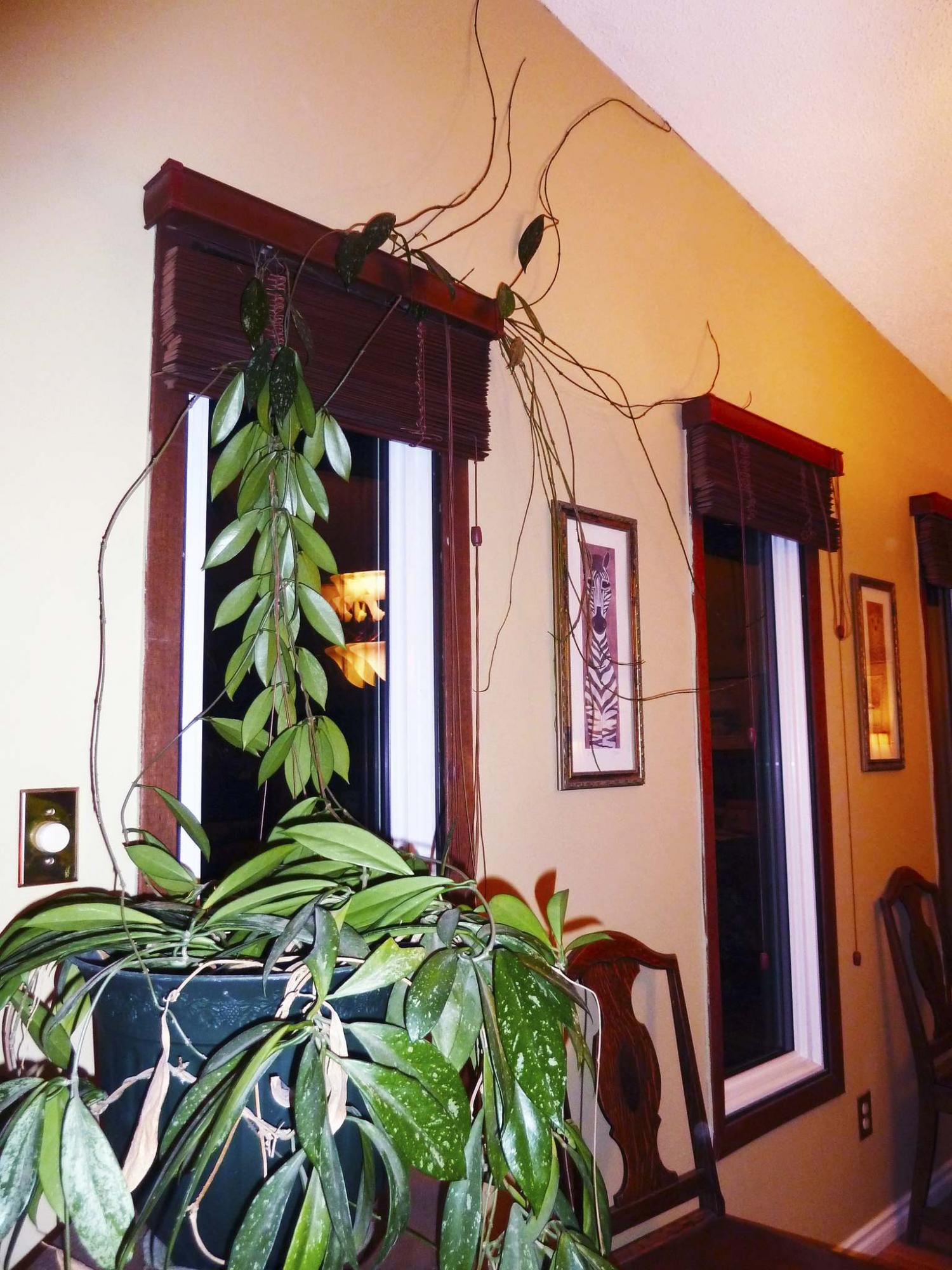 <p>Laurie Mustard / Winnipeg Free Press</p><p>Mustard plans to let this houseplant grow wild, but he is worried it may take over his home. </p>