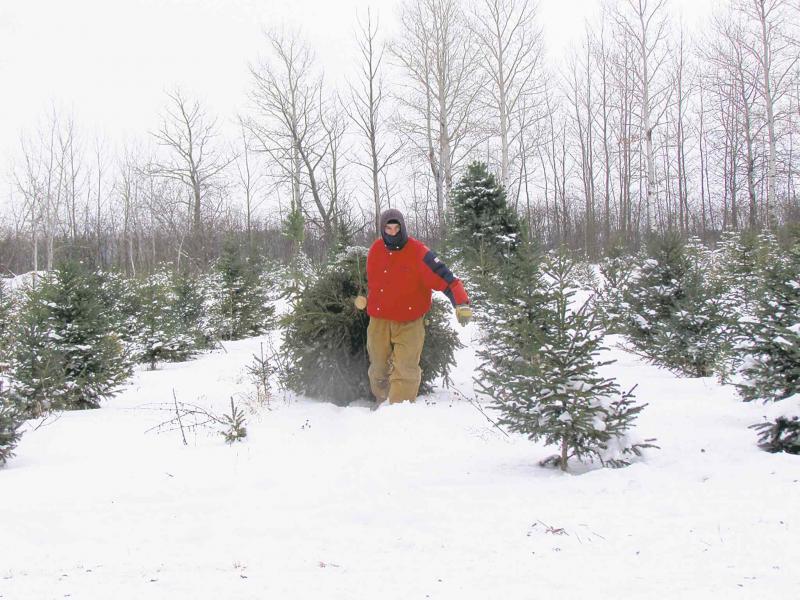 GARDENING O Christmas Tree Winnipeg Free Press Homes