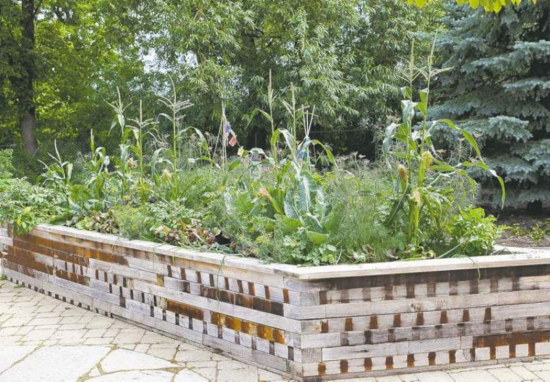 Raised beds allow easy and comfortable access. Shown here is a traditional symbiotic planting of corn, beans and squash, known as as a Three Sisters Garden.