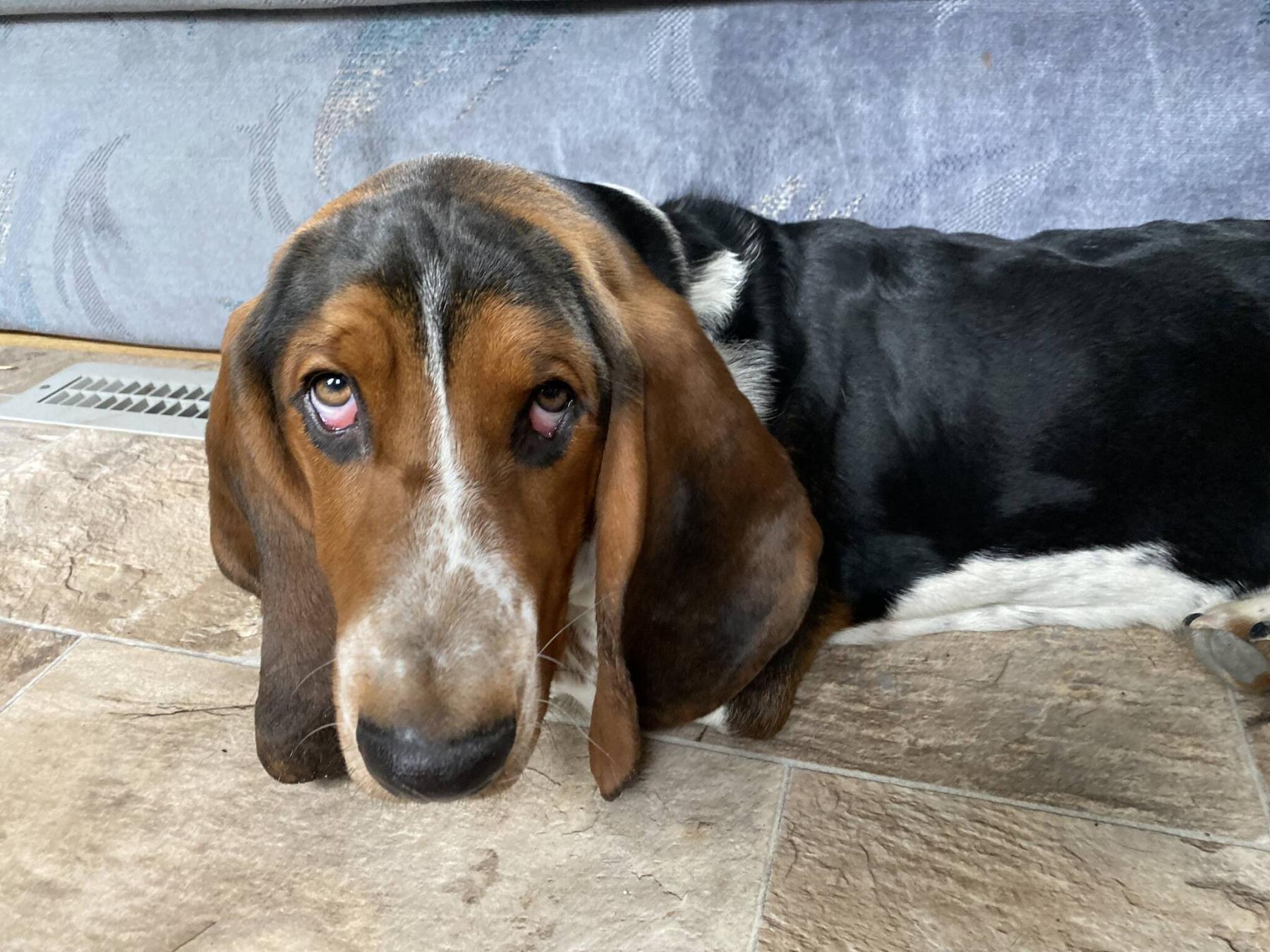 Basset Hound Is Ill With Canine Minute Virus