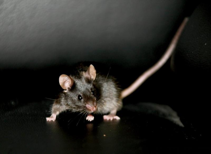 It's the time of year when rodents are heading indoors.