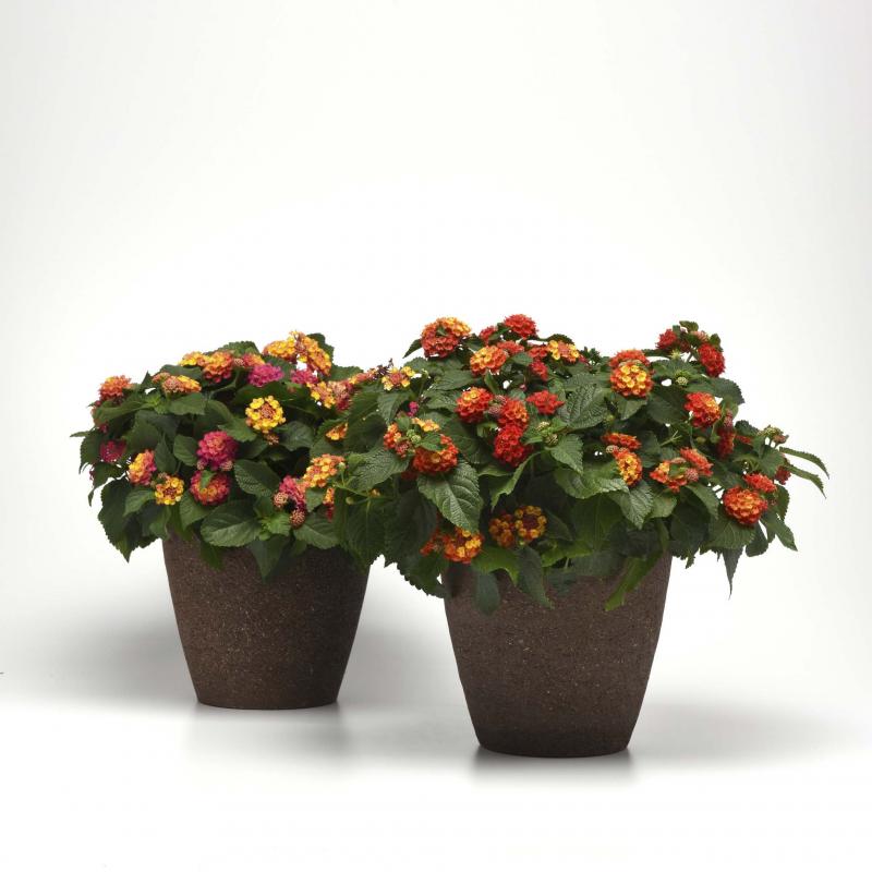 Use Hanging Baskets To Light Up A Space Winnipeg Free Press Homes   6y1aqvmzmhe70w70xe90 4260557 