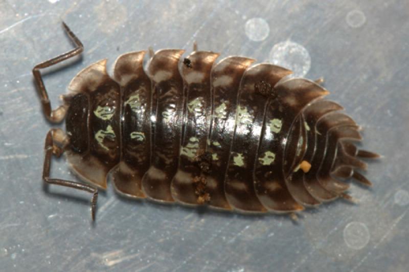 Ask The Inspector Are Sow Bugs Grossing You Out Read On Winnipeg Free Press Homes