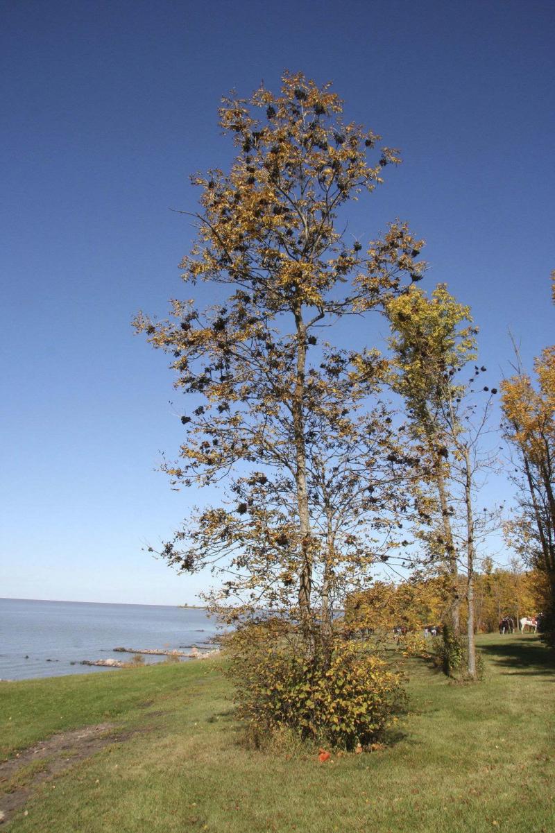 <p>Michael Allen / Winnipeg Free Press</p><p>Black ash trees dominate the landscape throughout southern and many areas of central Manitoba. Unfortunately, these trees will fall pray to the emerald ash borer.</p>
