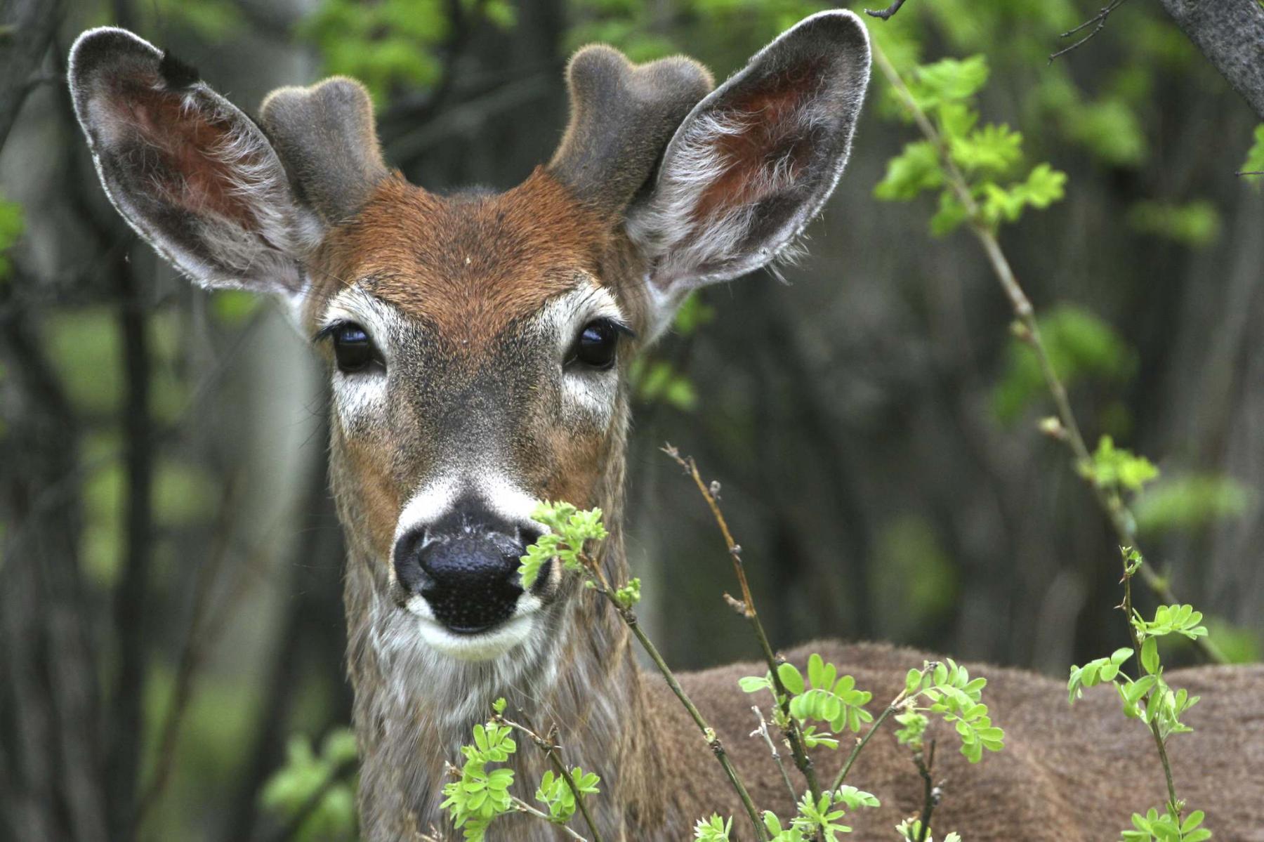 <p>Marc Gallant / Winnipeg Free Press files</p><p>As much as Laurie Mustard adores his local deer, he is hoping to keep them from eating everything green in his Headingley yard, including his new lilac bush, inset above. </p>