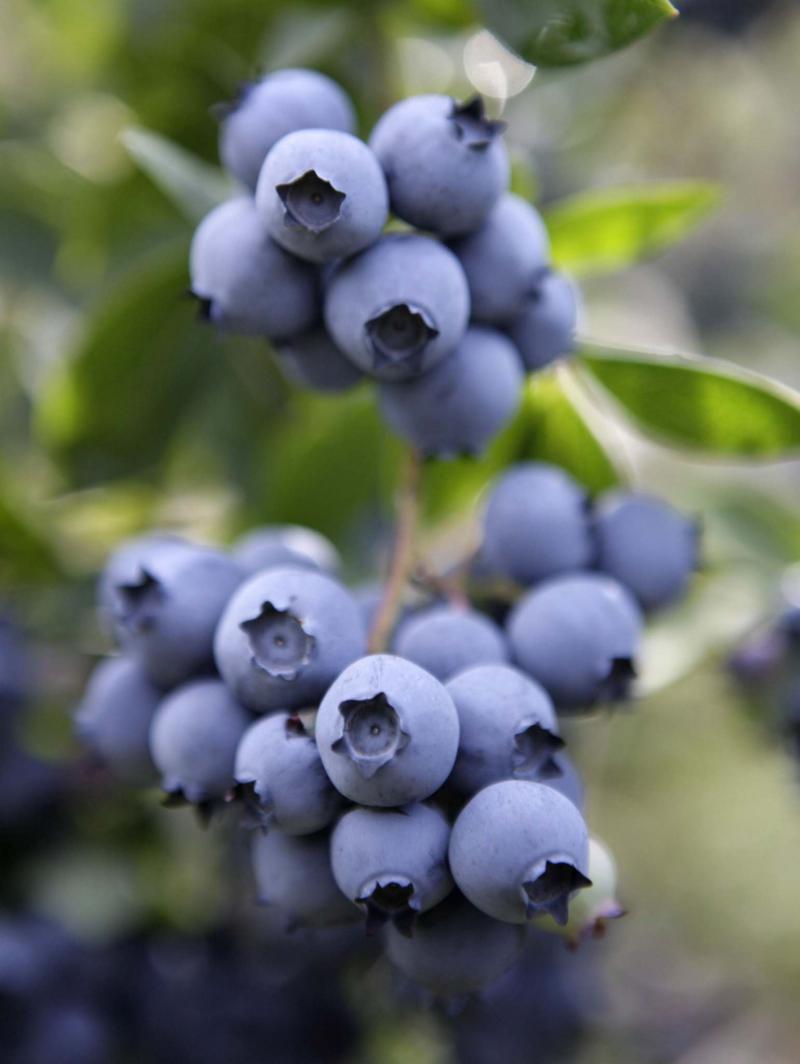 <p>Steven Senne / Associated Press files</p><p>Blueberries are the trendy health food of summer.</p>