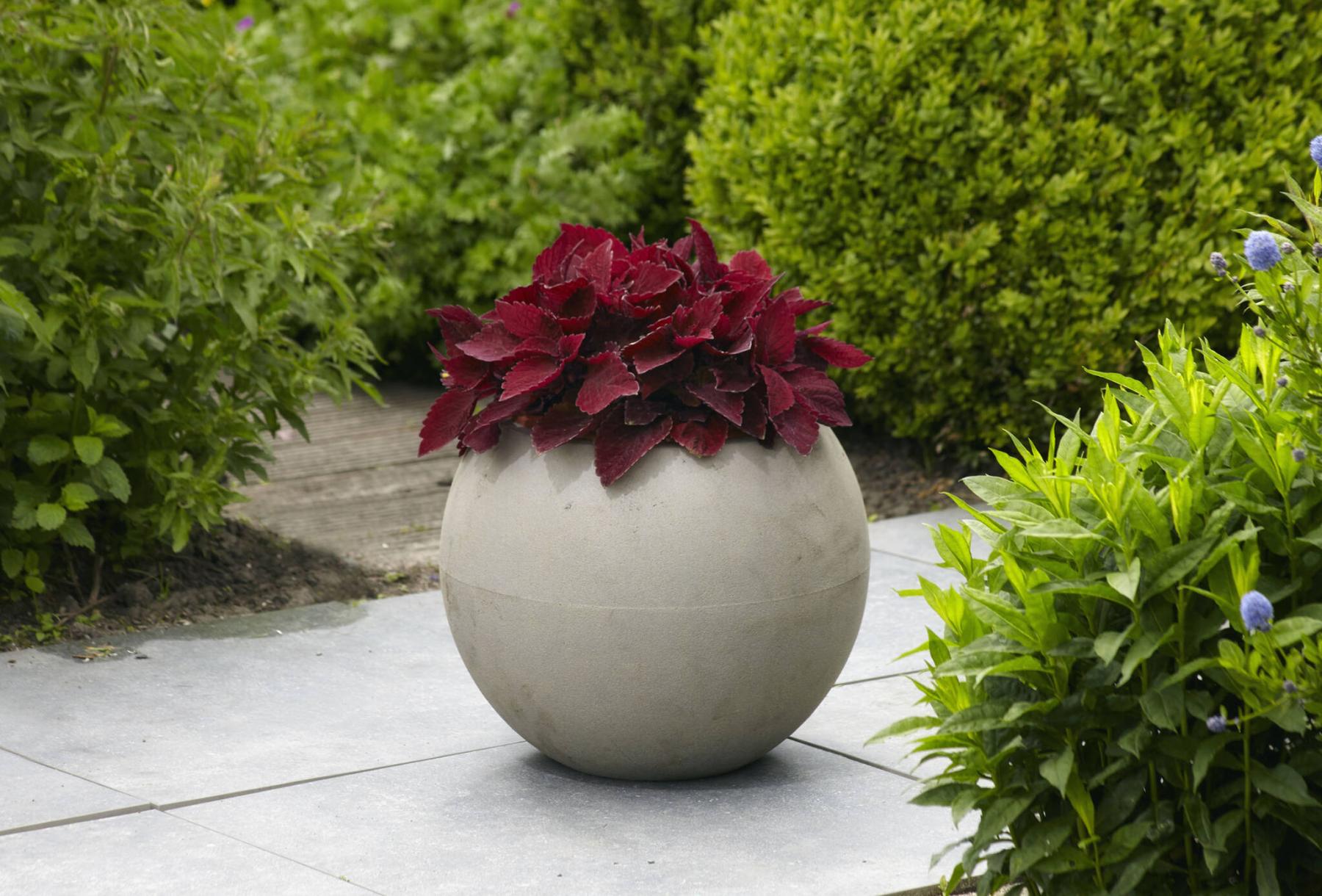  <p>Ball Horticultural photo</p>
                                <p>For the richest, deepest colour, grow new Coleus Sun Sweet Paprika in full sun.</p> 