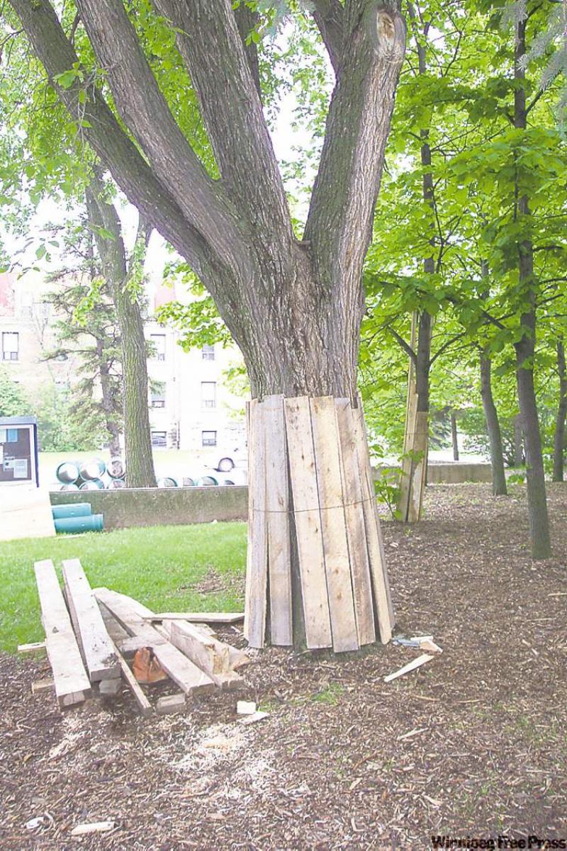 How to Protect Trees During Construction How to Protect Trees During Construction