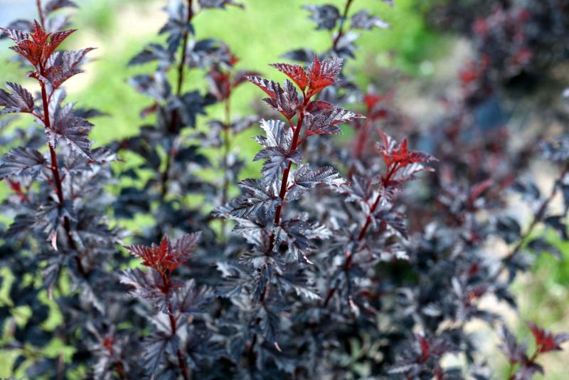 <p>Proven Winners</p><p>Summer Wine Black ninebark is a standout in the garden with glossy dark black foliage.</p>