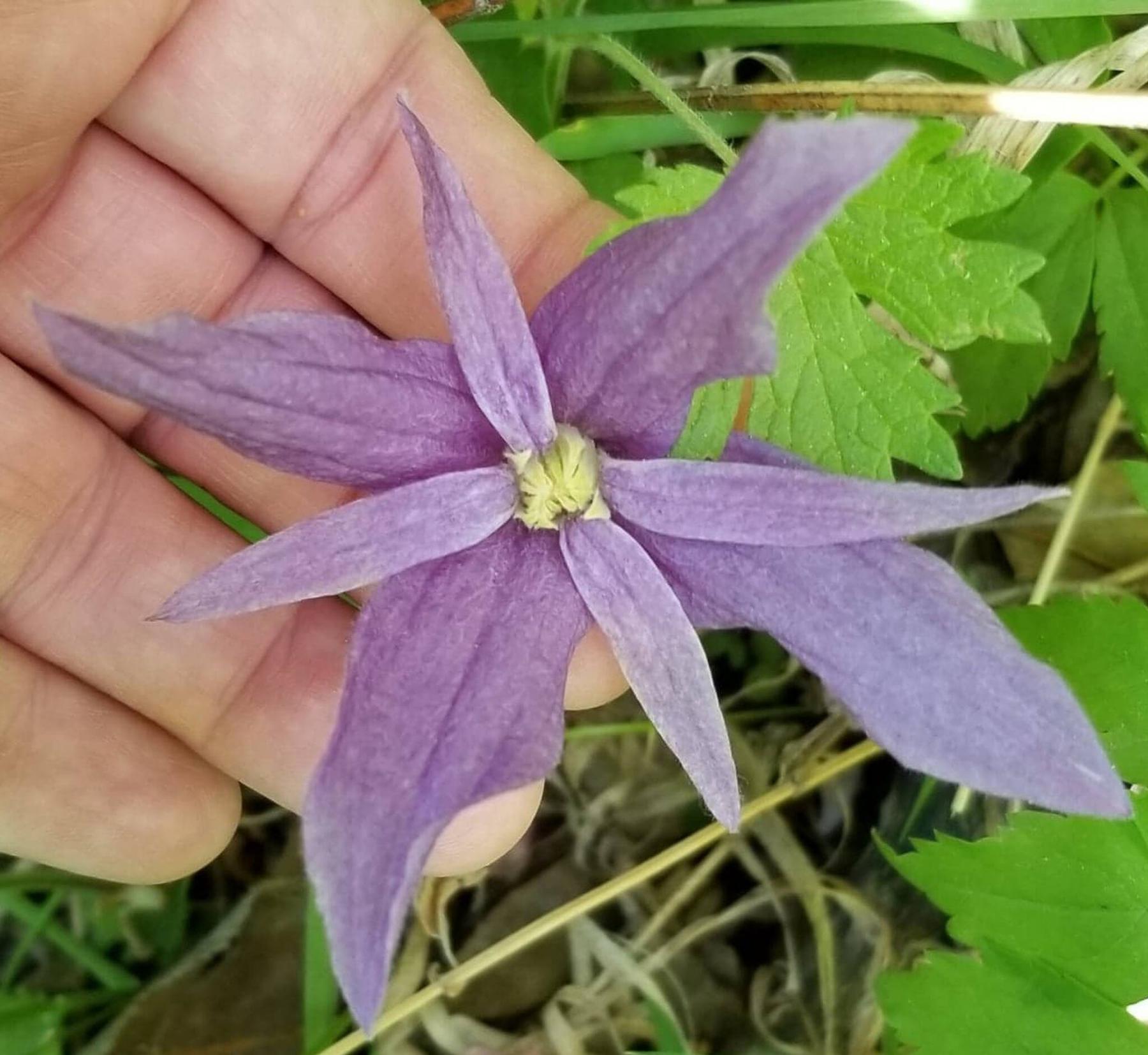<p>Leanne Dowd</p><p>Dainty Blue Bird clematis blooms profusely in late May and early June.</p>