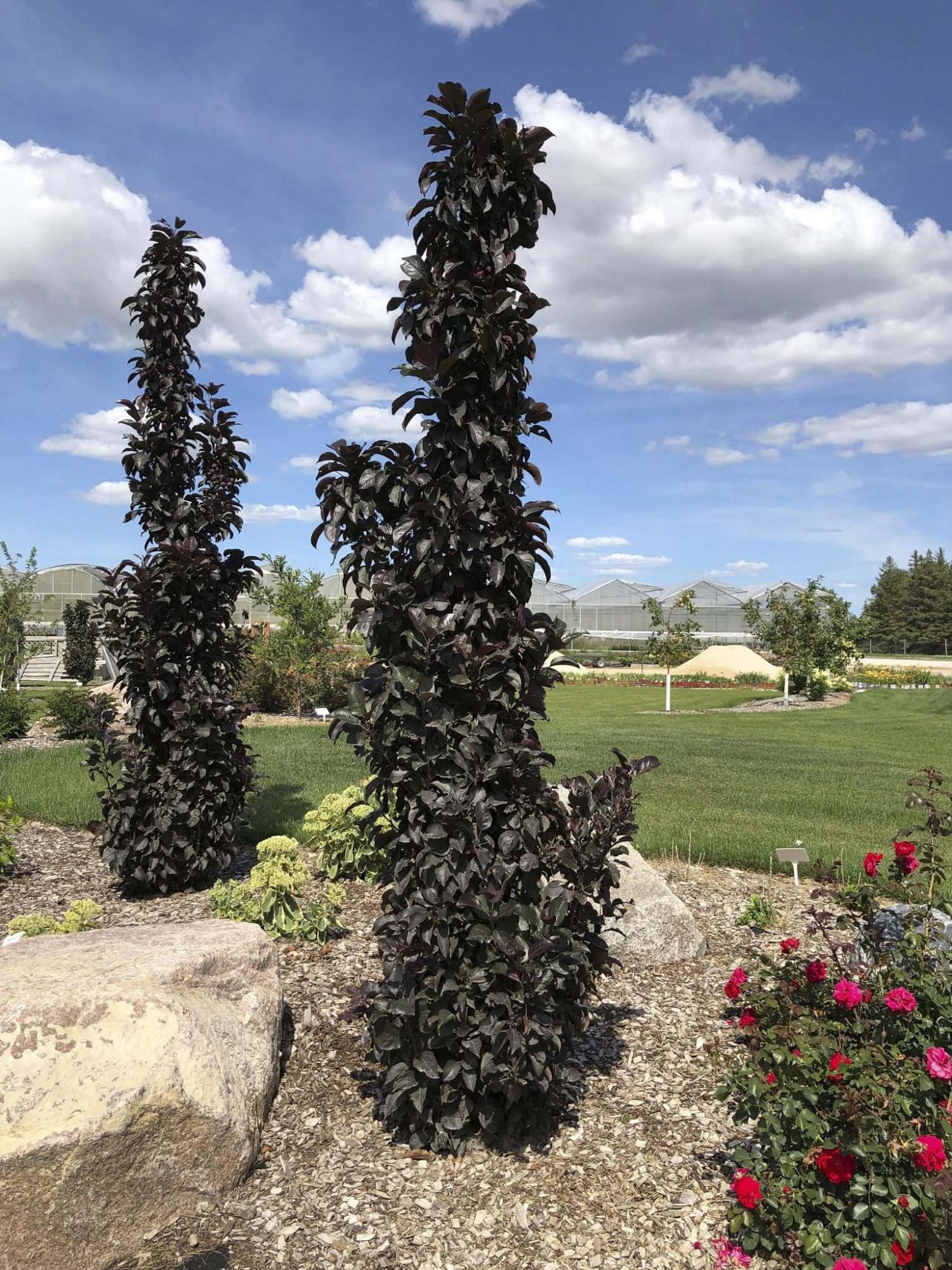 <p>Jeffries Nurseries</p><p>Midnite Spire rosybloom crabapple is a new introduction for 2020.</p>