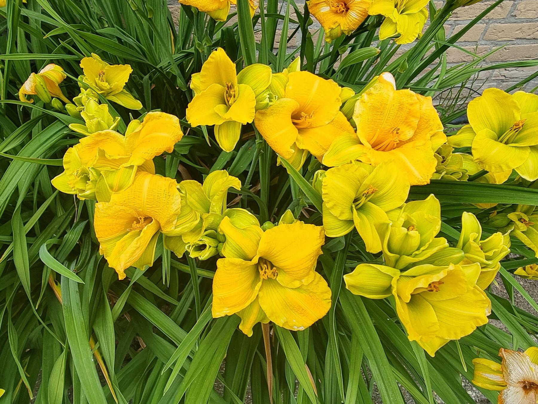  <p>ThinkPlants photo</p>
                                <p>See You Tomorrow daylily is a genuine game changer with individual blooms that last four to six days instead of just one.</p> 