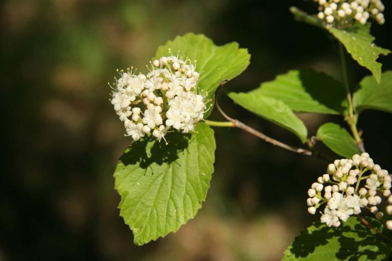 <p>Michael Allen / Winnipeg Free Press</p><p>It takes a ton of skill to propagate native arrowwood from seed. Opt for the easier-to-find downy arrowwood instead.</p>