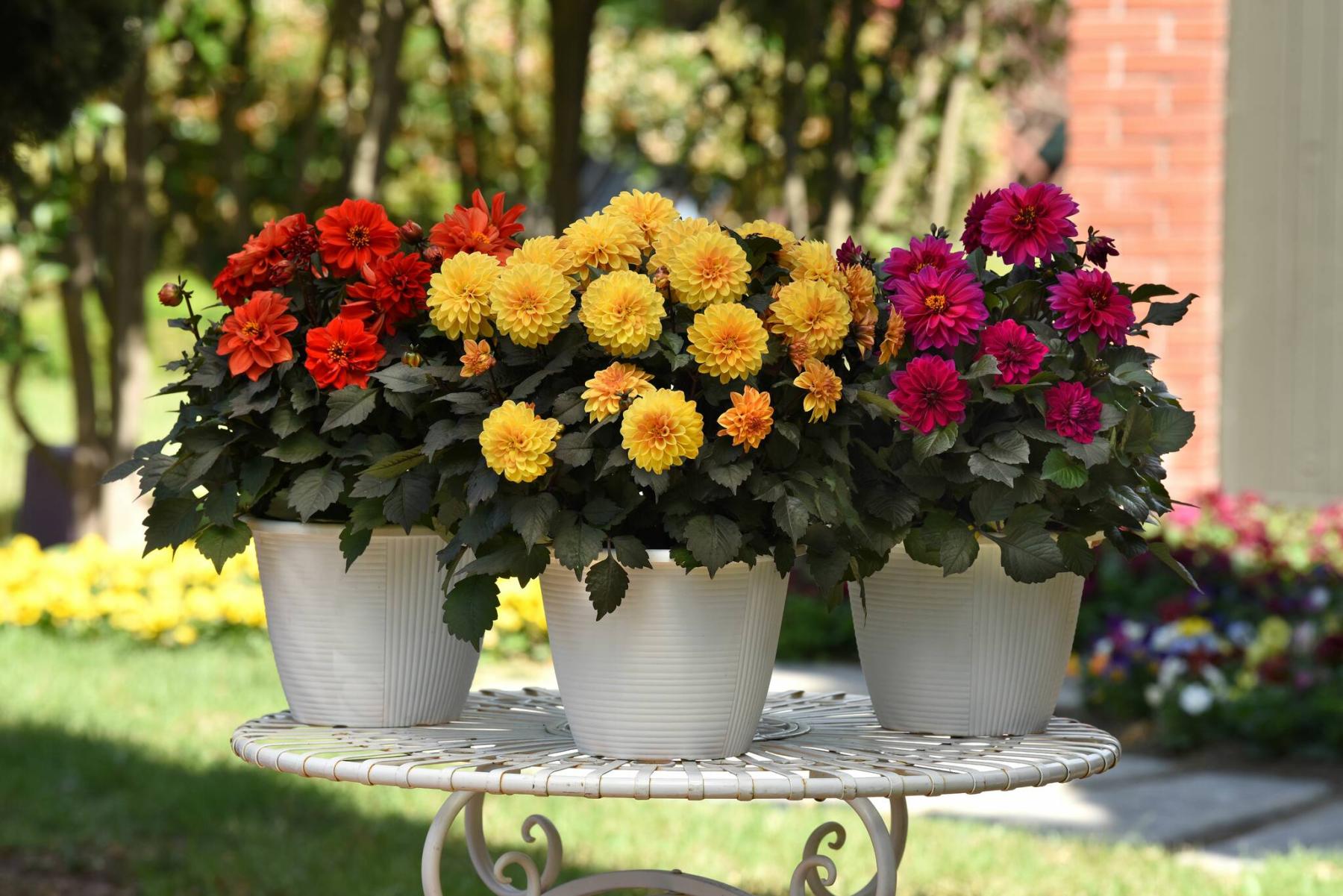  <p>SelectaOne photo</p>
                                <p>New City Lights Dahlia Series is an easy-to-grow flowering powerhouse with dramatically dark foliage.</p> 